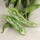 Xiulets de fava ecològics