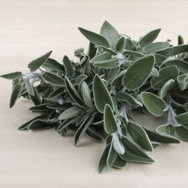 Sàlvia ecològica