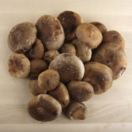 Xiitake, o shitake 