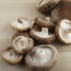 Xiitake, o shitake 