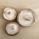Xiitake, o shitake 
