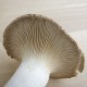 Bolet de card
