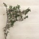 Farigola de cultiu, ecològica