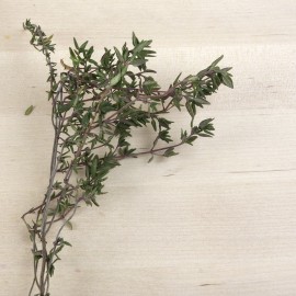 Farigola de cultiu, ecològica