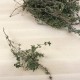Farigola de cultiu, ecològica
