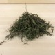 Farigola de cultiu, ecològica