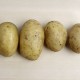 patata nova kennebek ecològica, amb certificat CCPAE
