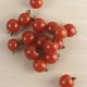 Tomàquet de cirerol o "cherry" ecològic, amb certificat CCPAE