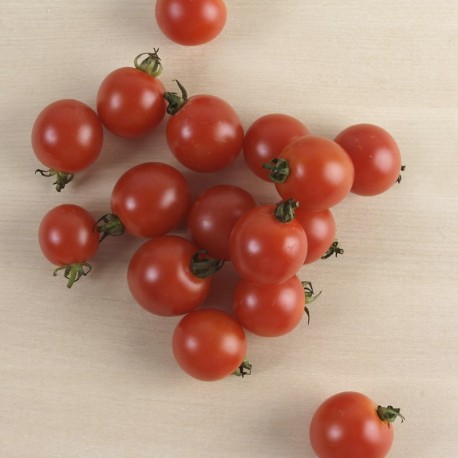 Tomàquet de cirerol o "cherry" ecològic, amb certificat CCPAE