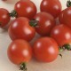 Tomàquet de cirerol o "cherry" ecològic, amb certificat CCPAE