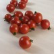 Tomàquet de cirerol o "cherry" ecològic, amb certificat CCPAE