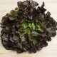 Enciam fulla de roure vermell ecològic
