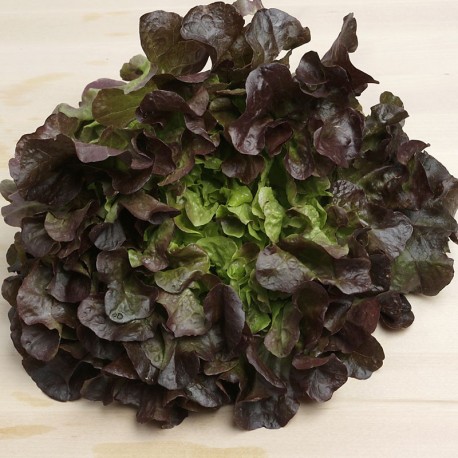 Enciam fulla de roure vermell ecològic