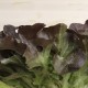 Enciam fulla de roure vermell ecològic