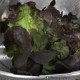 Enciam fulla de roure vermell ecològic