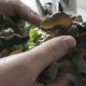 Enciam fulla de roure vermell ecològic