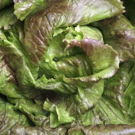 Enciam ecològic, varietat maravilla