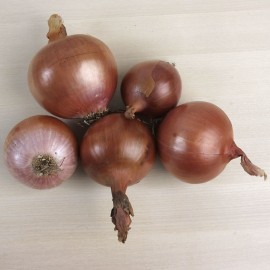 Ceba morada d'Amposta ecològica