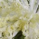 Escarola ecològica