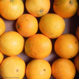 Taronges de taula ecològiques