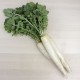 Nap daikon ecològic 