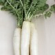 Nap daikon ecològic 