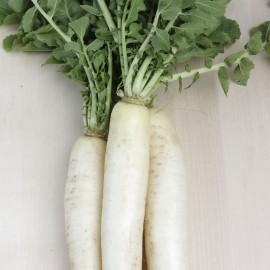 Nap daikon ecològic 