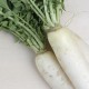Nap daikon ecològic 