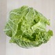 Col xinesa ecològica