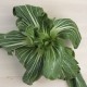 Pak choi