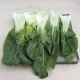 Pak choi