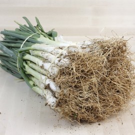 Calçots ecològics