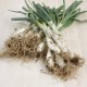 Calçots ecològics