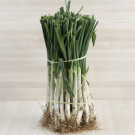 Calçots