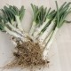 Calçots