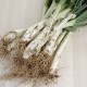 Calçots ecològics