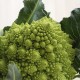 Bròquil romanesco ecològic