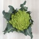 Bròquil romanesco ecològic