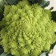Bròquil romanesco ecològic