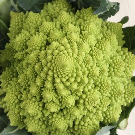 Bròquil romanesco ecològic