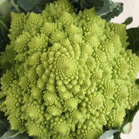 Bròquil romanesco ecològic
