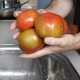 Tomàquet per amanir
