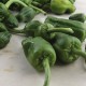 Pebrots del padrón ecològics