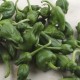 Pebrots del padrón ecològics