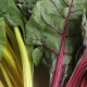 Bledes de colors ecològiques