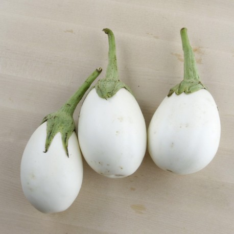 Albergínia blanca