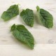 Menta ecològica