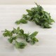 Menta ecològica