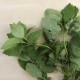 Tarongina ecològica