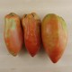 Tomàquet colló de frare ecològic